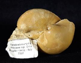 Terebratula ampulla (BROCCHI 1814) - Bild © FossNet FossilienStore